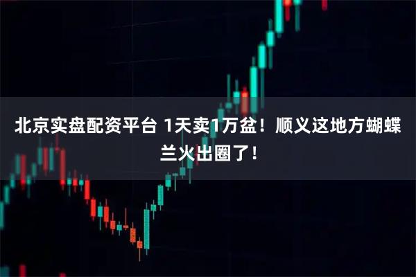 北京实盘配资平台 1天卖1万盆！顺义这地方蝴蝶兰火出圈了！